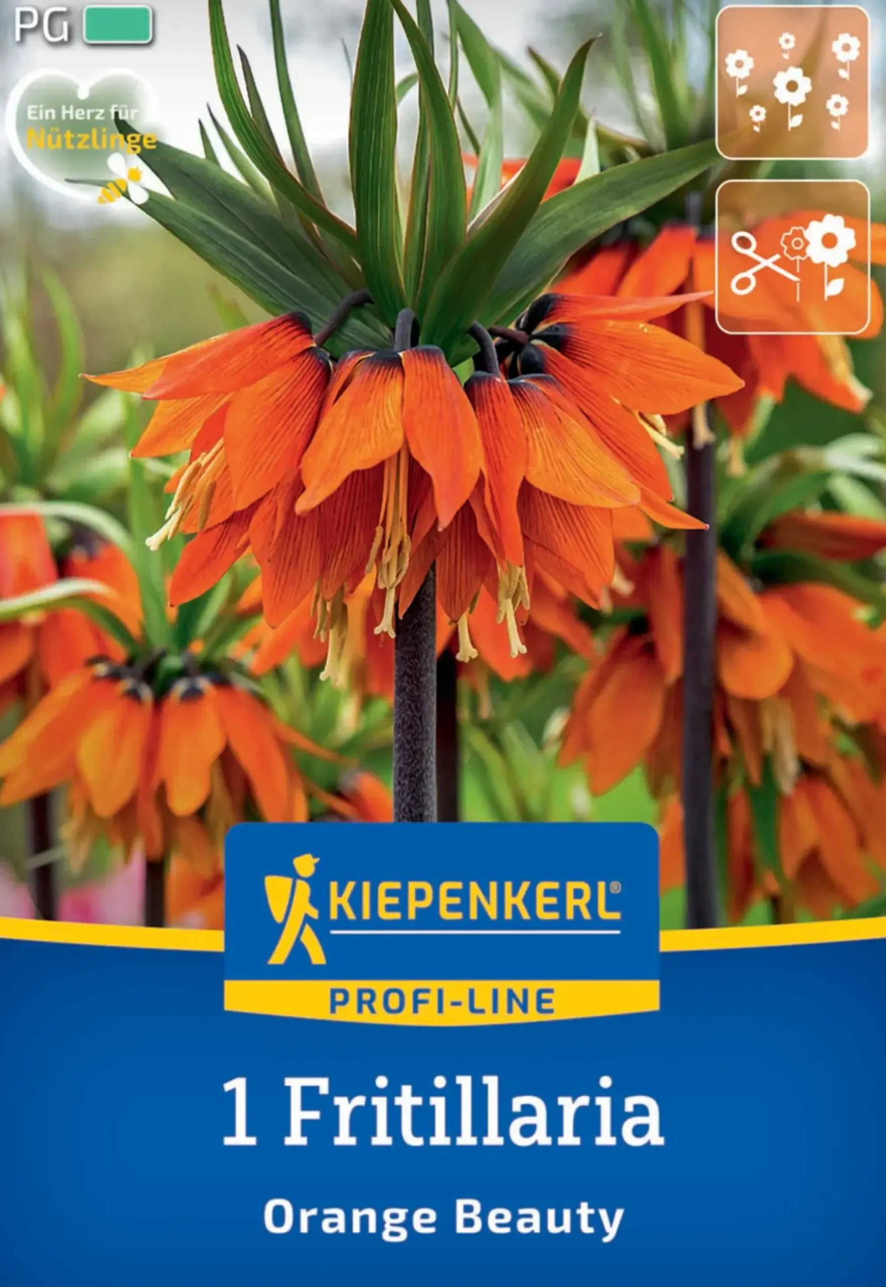 Kiepenkerl Herbstblumenzwiebel Kaiserkrone Orange Beauty 1 Pflanze