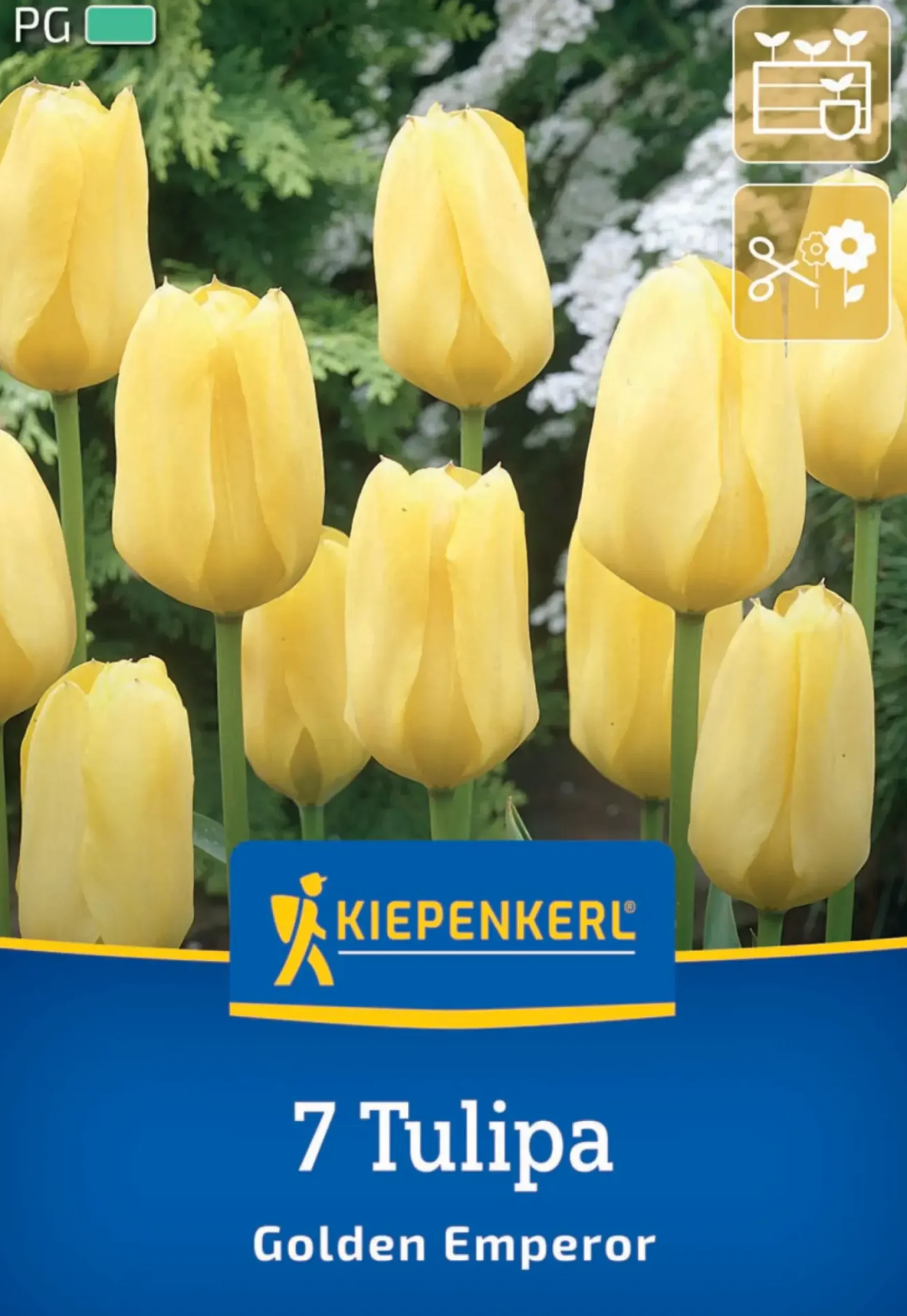 Kiepenkerl Herbstblumenzwiebel Fosteriana-Tulpe Golden Emperor 7 Pflanzen