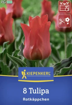 Kiepenkerl Herbstblumenzwiebel Greigii-Tulpe Rotkäppchen 8 Stück