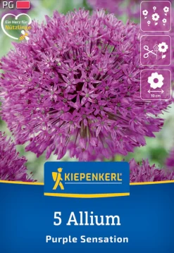 Kiepenkerl Herbstblumenzwiebel Allium Purple Sensation 5 Pflanzen