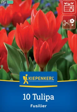 Kiepenkerl Herbstblumenzwiebel Wildtulpe Fusilier 10 Pflanzen