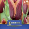Kiepenkerl Herbstblumenzwiebel Triumph-Tulpe Muvota 7 Stück