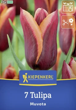 Kiepenkerl Herbstblumenzwiebel Triumph-Tulpe Muvota 7 Stück