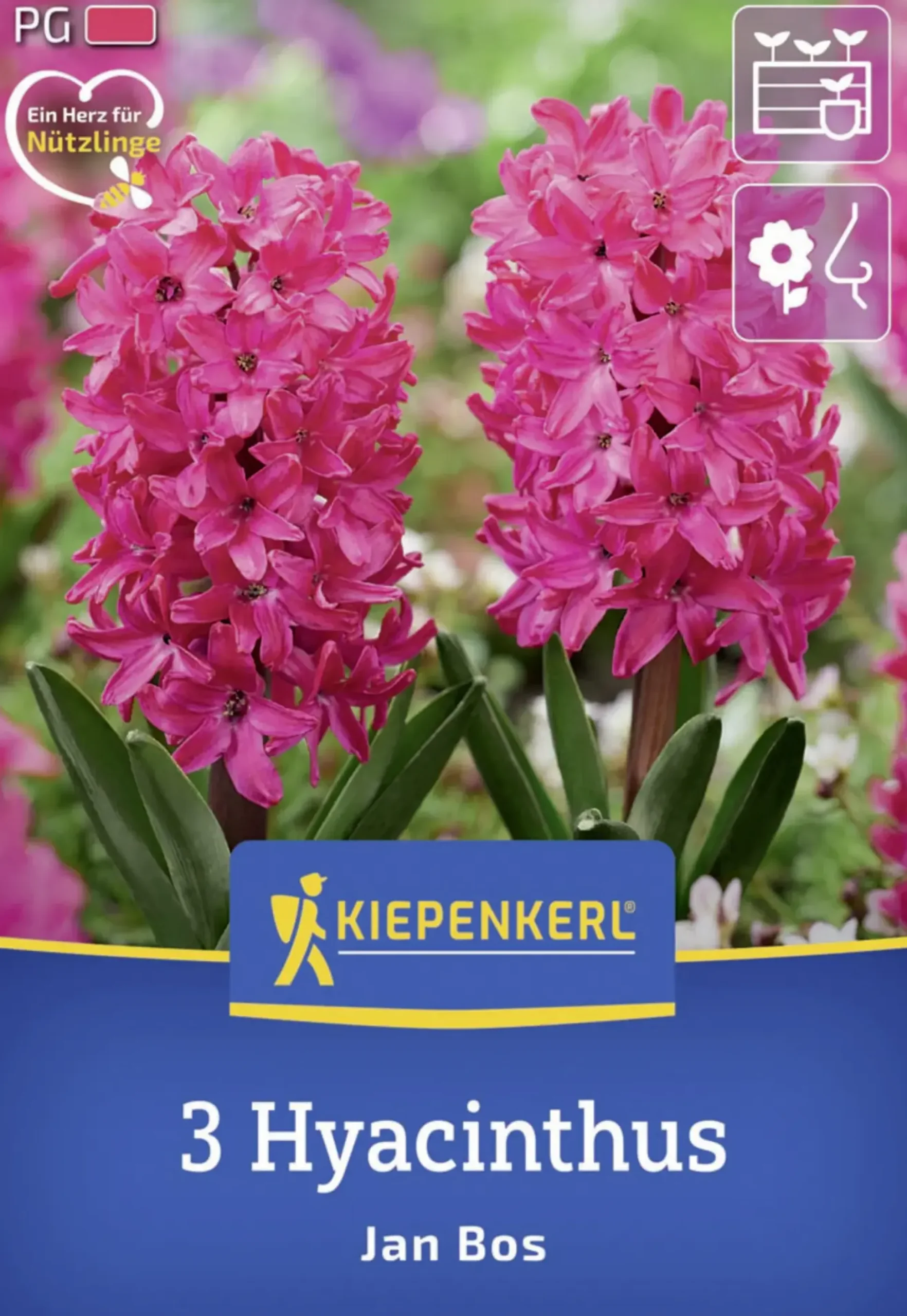 Kiepenkerl Herbstblumenzwiebel Hyazinthe Jan Bos 3 Stück