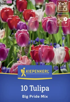 Kiepenkerl Herbstblumenzwiebel Darwin-Hybrid-Tulpen Big Pride Mix 10 Stück