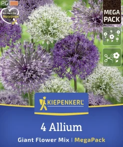 Kiepenkerl Herbstblumenzwiebelmischung Mega-Pack Zierlauch Großblumige Allium 4 Stück