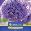 Kiepenkerl Herbstblumenzwiebel Profi-Line Zierlauch Globemaster 1 Stück