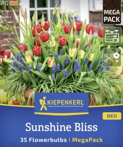 Kiepenkerl Herbstblumenzwiebelmischung Mega-Pack Sunshine Bliss 35 Stück
