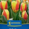 Kiepenkerl Herbstblumenzwiebel Kaufmanniana-Tulpe Stresa 7 Pflanzen