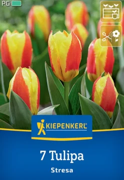 Kiepenkerl Herbstblumenzwiebel Kaufmanniana-Tulpe Stresa 7 Pflanzen