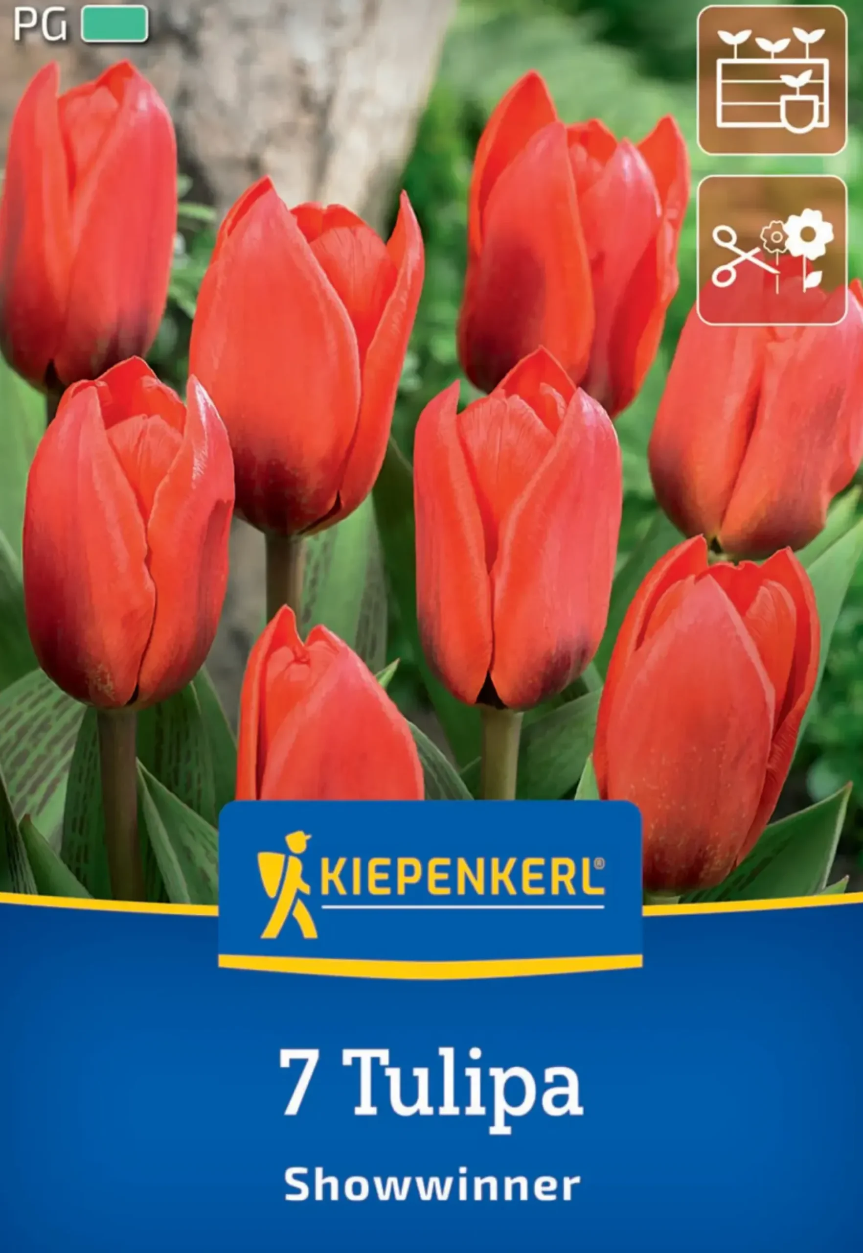Kiepenkerl Herbstblumenzwiebel Kaufmanniana-Tulpe Showwinner 7 Pflanzen