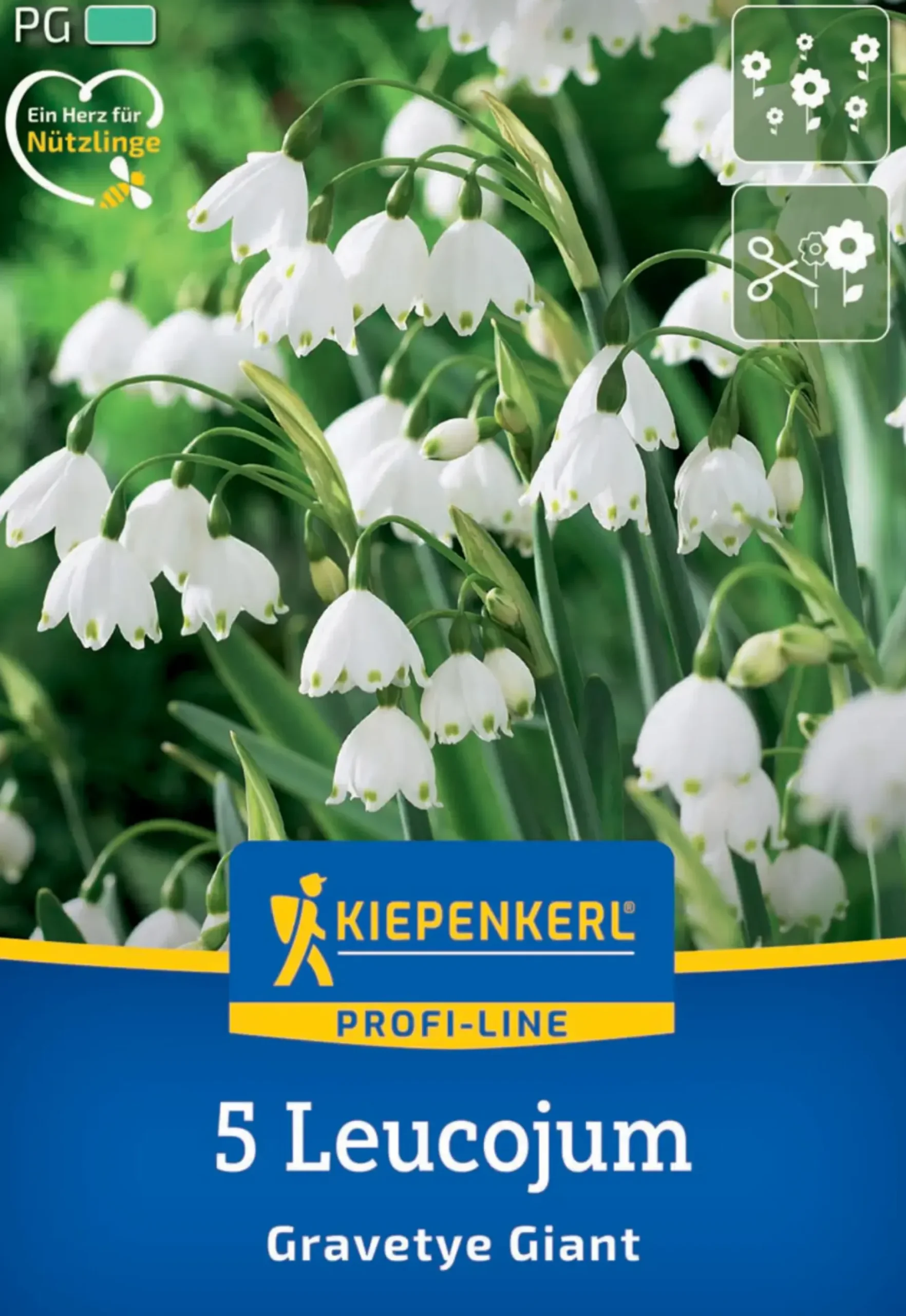 Kiepenkerl Herbstblumenzwiebel Profi-Line Sommerknotenblume Gravetye Giant 5 Stück