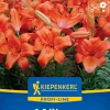 Kiepenkerl Herbstblumenzwiebel Profi-Line Asiatische Lilie Fire King 1 Stück