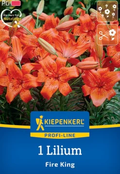 Kiepenkerl Herbstblumenzwiebel Profi-Line Asiatische Lilie Fire King 1 Stück