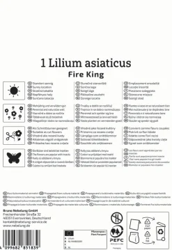Kiepenkerl Herbstblumenzwiebel Profi-Line Asiatische Lilie Fire King 1 Stück