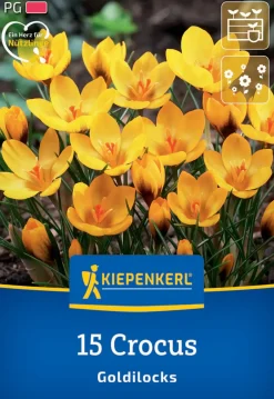 Kiepenkerl Herbstblumenzwiebel Krokus Goldilocks 15 Pflanzen