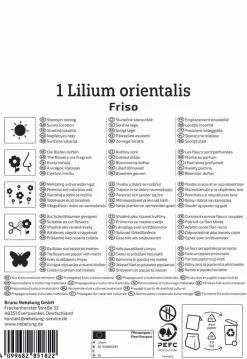 Kiepenkerl Herbstblumenzwiebel Lilien-Hybride Friso 1 Stück