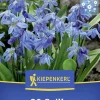 Kiepenkerl Herbstblumenzwiebel Siberisches Blausternchen 20 Stück