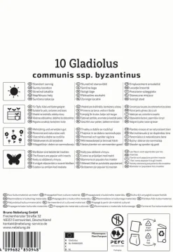 Kiepenkerl Herbstblumenzwiebel Byzantinische Wildgladiole 10 Stück
