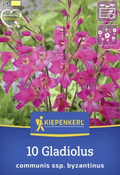 Kiepenkerl Herbstblumenzwiebel Byzantinische Wildgladiole 10 Stück