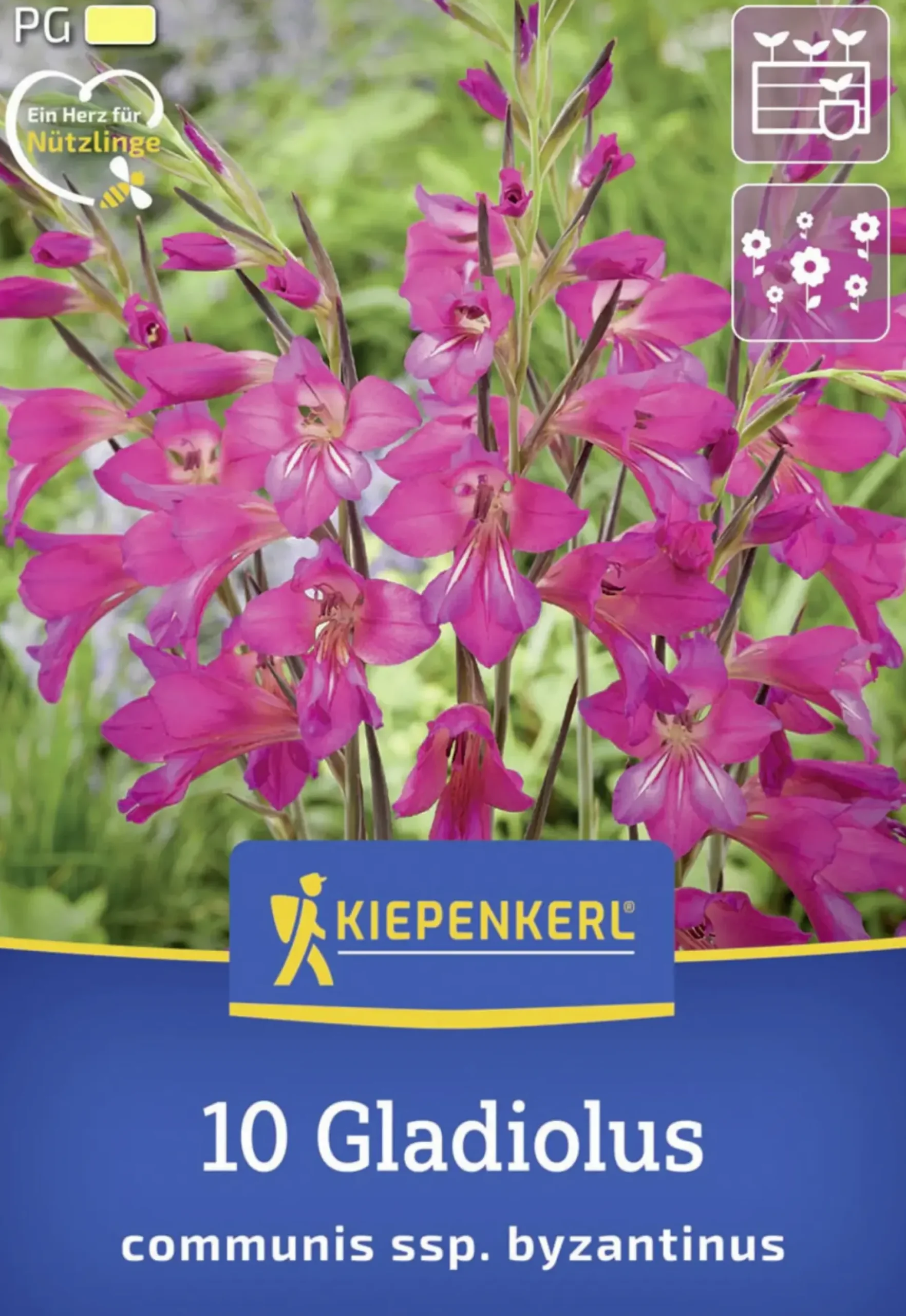 Kiepenkerl Herbstblumenzwiebel Byzantinische Wildgladiole 10 Stück