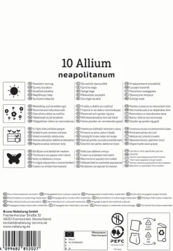 Kiepenkerl Herbstblumenzwiebel Zierlauch Allium neapolitanum 10 Stück