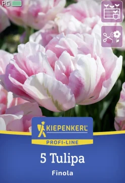 Kiepenkerl Herbstblumenzwiebel Profi-Line Tulpe Finola 5 Stück