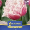 Kiepenkerl Herbstblumenzwiebel Profi-Line Tulpe Queensland 7 Stück