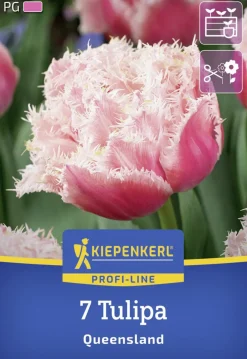 Kiepenkerl Herbstblumenzwiebel Profi-Line Tulpe Queensland 7 Stück