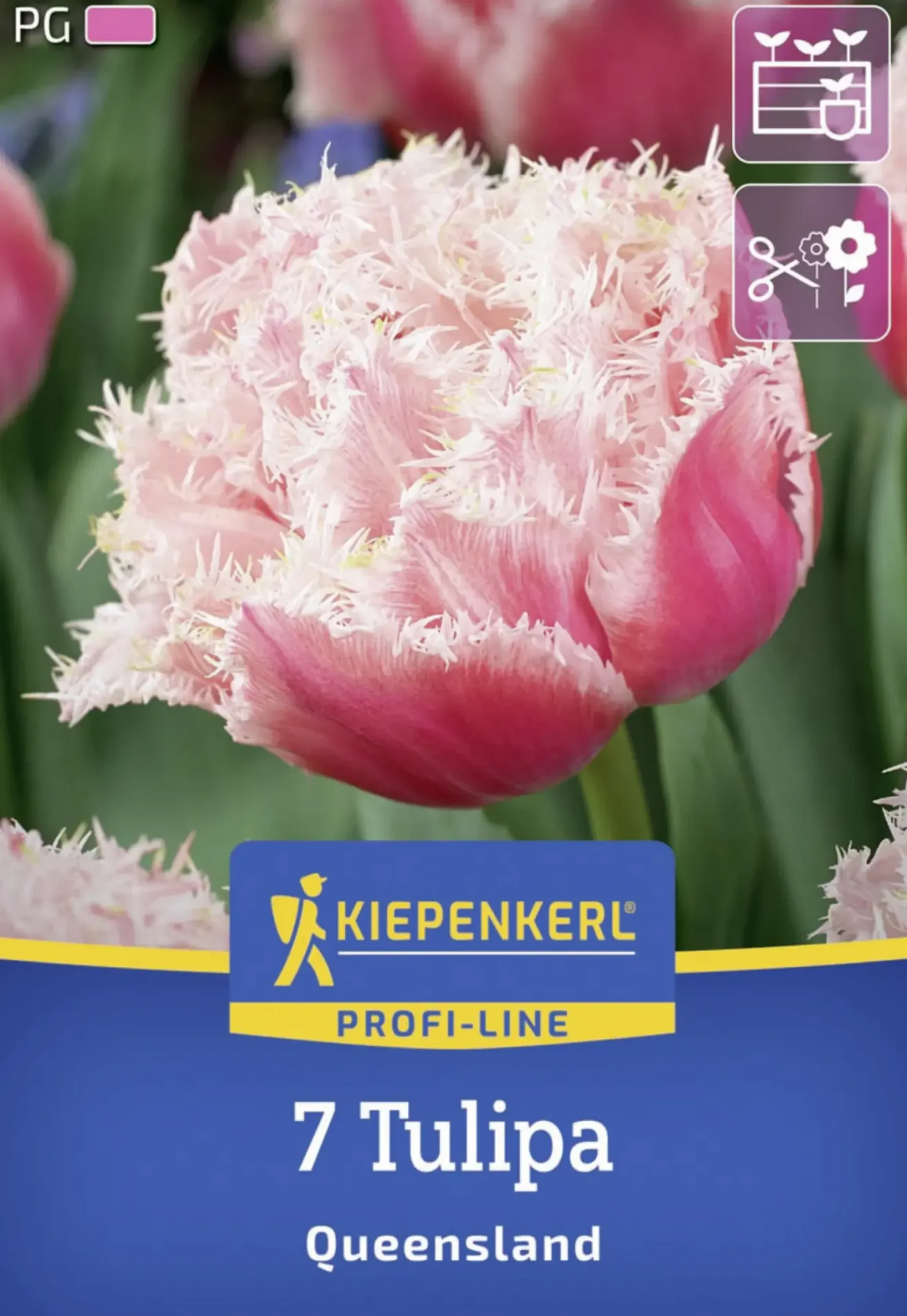 Kiepenkerl Herbstblumenzwiebel Profi-Line Tulpe Queensland 7 Stück