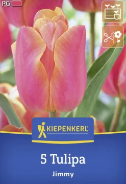 Kiepenkerl Herbstblumenzwiebel Triumph-Tulpe Jimmy 5 Stück