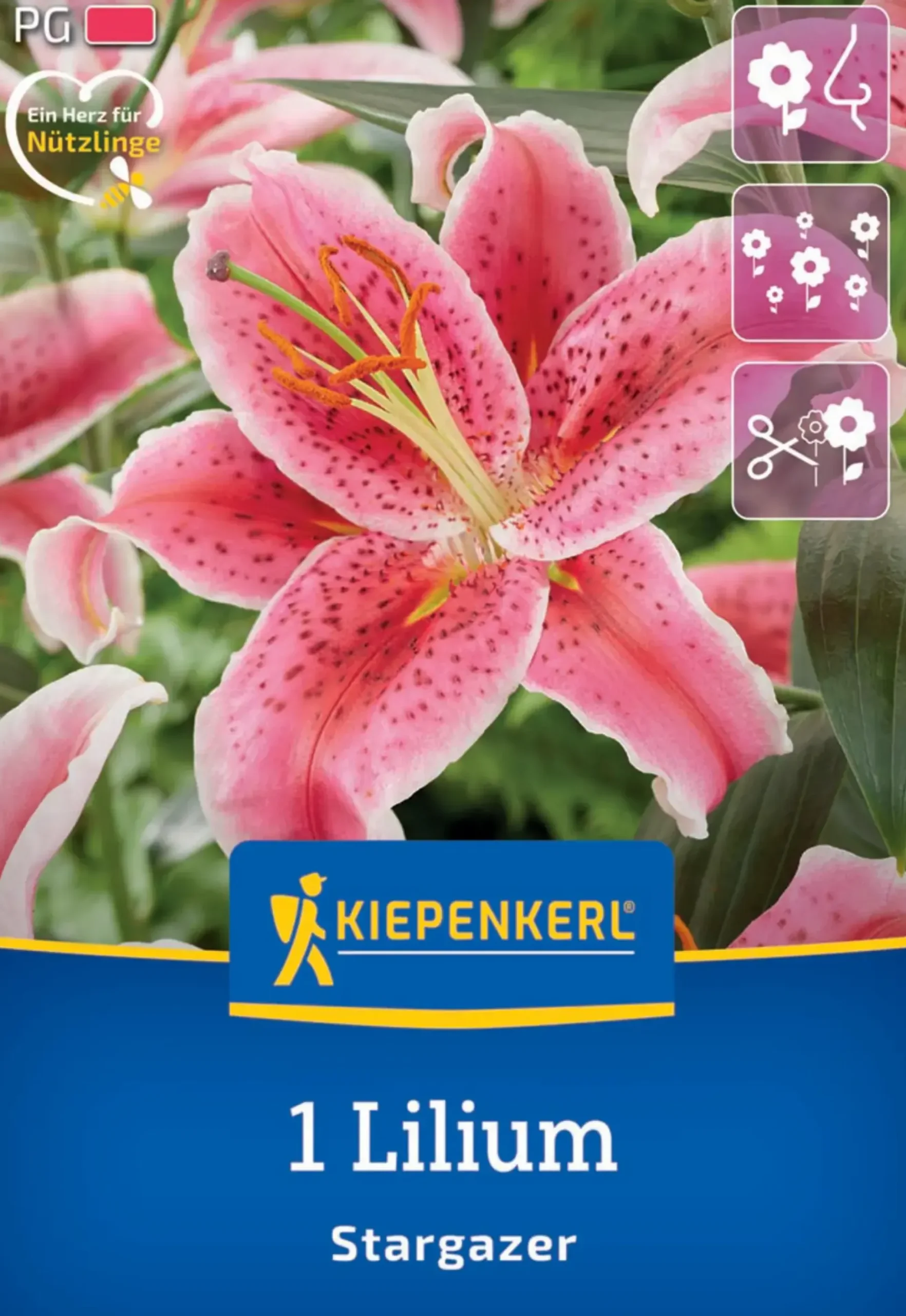 Kiepenkerl Herbstblumenzwiebel Oriental-Lilie Stargazer 1 Stück