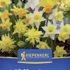 Kiepenkerl Herbstblumenzwiebel Miniatur-Narzissen Mischung 10 Stück