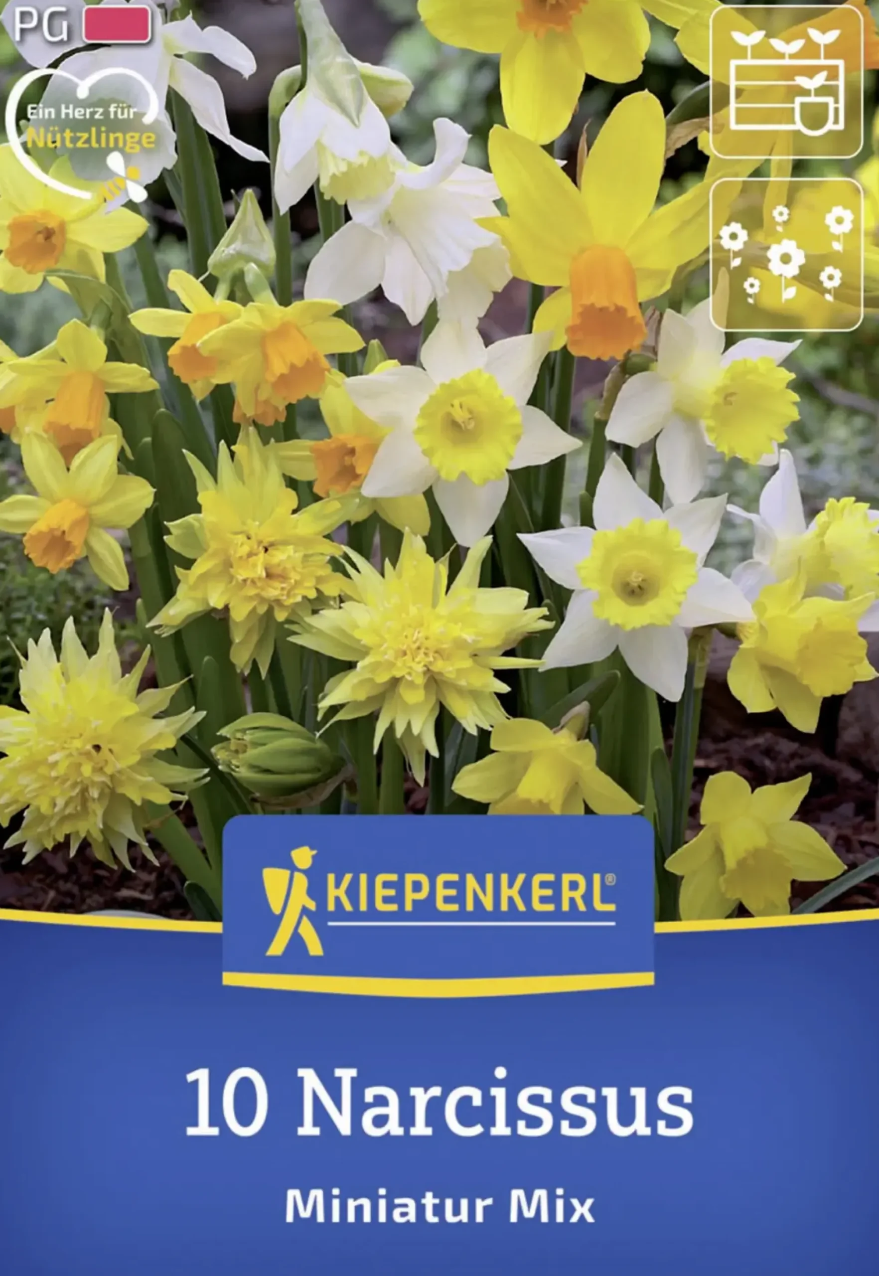 Kiepenkerl Herbstblumenzwiebel Miniatur-Narzissen Mischung 10 Stück
