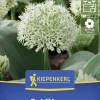 Kiepenkerl Herbstblumenzwiebel Zierlauch Ivory Queen 3 Stück