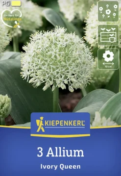Kiepenkerl Herbstblumenzwiebel Zierlauch Ivory Queen 3 Stück