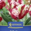 Kiepenkerl Herbstblumenzwiebel Papagei-Tulpe Estella Rijnveld 7 Stück