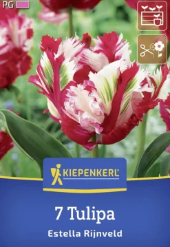 Kiepenkerl Herbstblumenzwiebel Papagei-Tulpe Estella Rijnveld 7 Stück