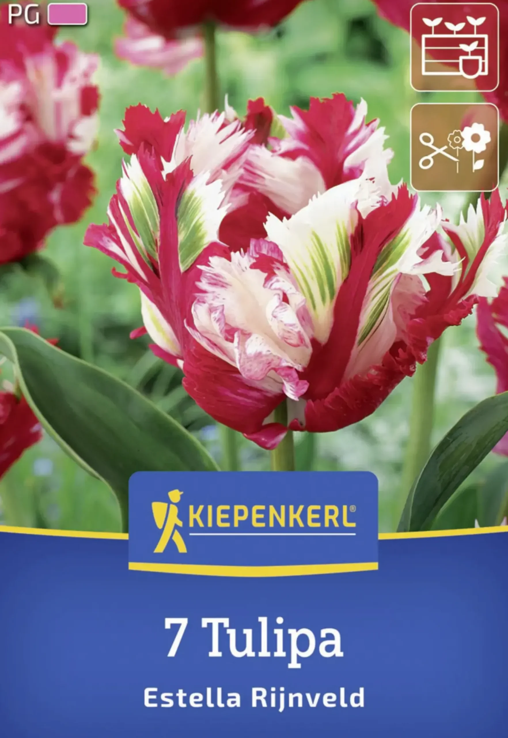 Kiepenkerl Herbstblumenzwiebel Papagei-Tulpe Estella Rijnveld 7 Stück