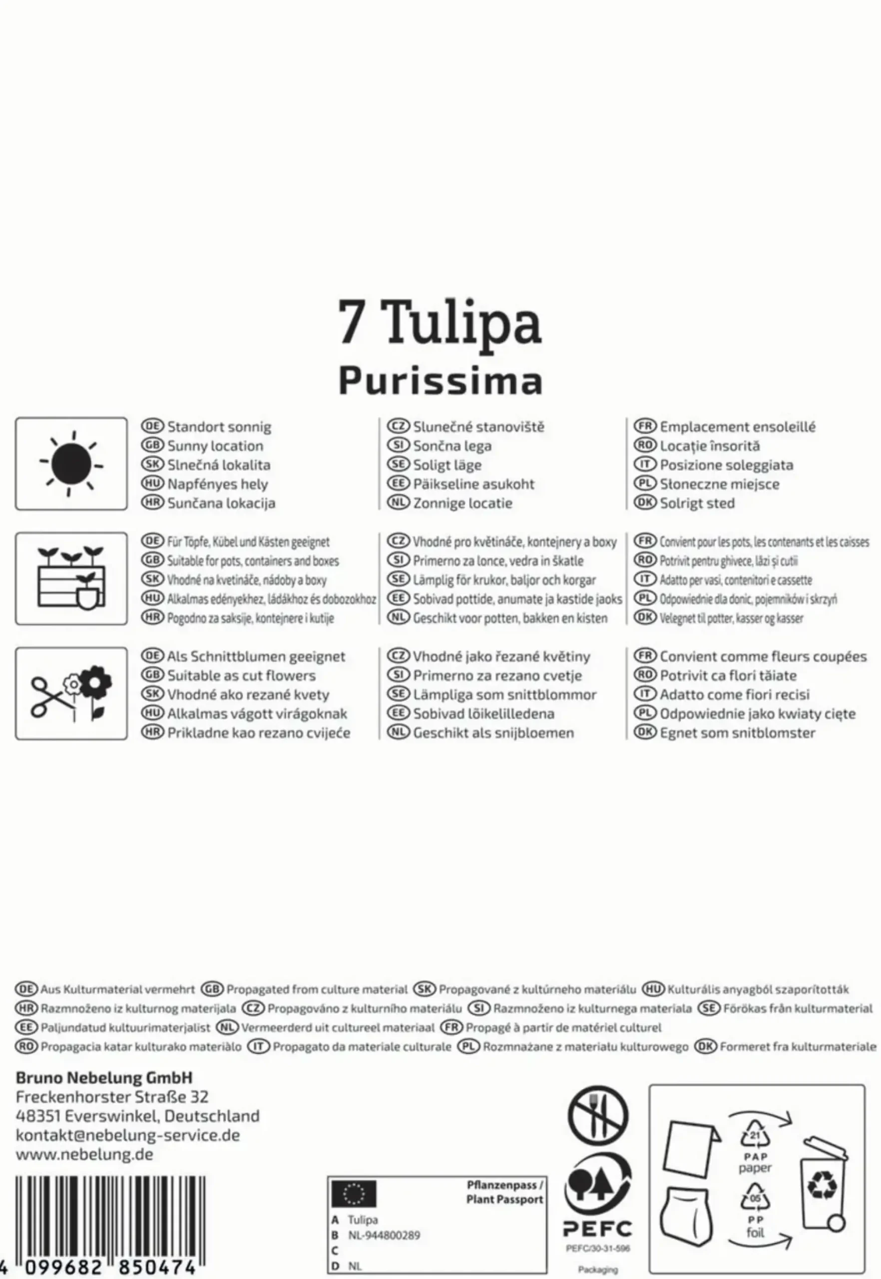Kiepenkerl Herbstblumenzwiebel Fosteriana-Tulpe Purissima 7 Pflanzen
