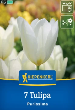 Kiepenkerl Herbstblumenzwiebel Fosteriana-Tulpe Purissima 7 Pflanzen