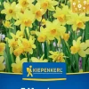 Kiepenkerl Herbstblumenzwiebel Alpenveilchen-Narzisse Tête à Tête 7 Stück