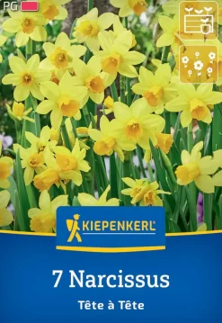 Kiepenkerl Herbstblumenzwiebel Alpenveilchen-Narzisse Tête à Tête 7 Stück
