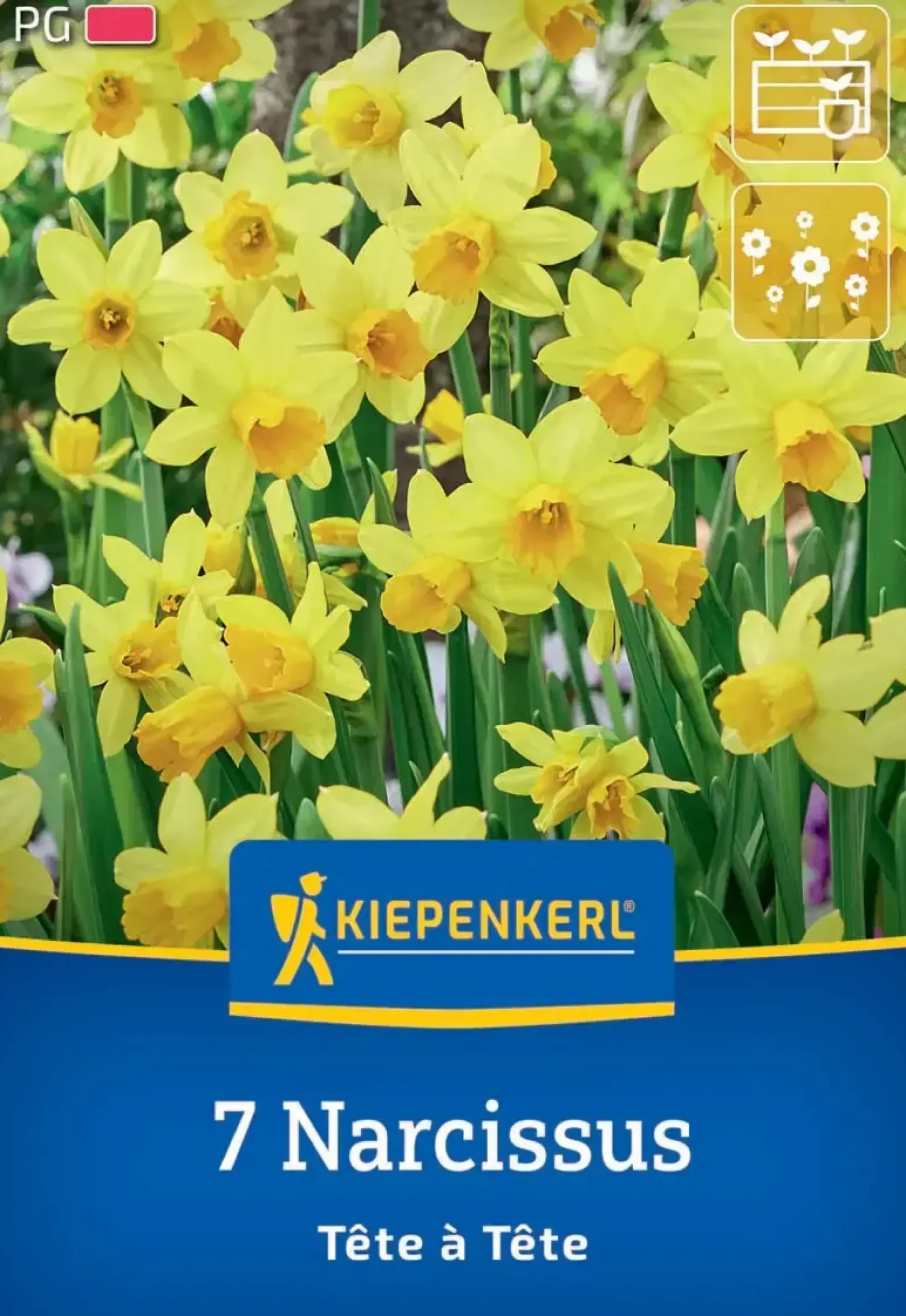 Kiepenkerl Herbstblumenzwiebel Alpenveilchen-Narzisse Tête à Tête 7 Stück