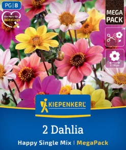 Kiepenkerl Mega-Pack Frühjahrsblumenzwiebel Dunkellaubige Dahlien Happy Single Mix 2 Stück