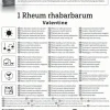 Kiepenkerl Pflanzgut Rhabarber Valentine Rheum rhabarbarum 1 Stück