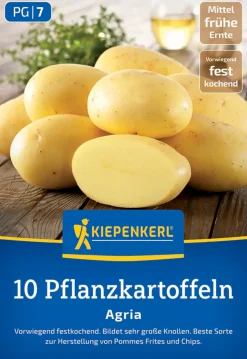 Kiepenkerl Pflanzkartoffel Agria 10 Stück