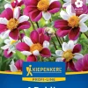 Kiepenkerl Profi-Line Frühjahrsblumenzwiebel Dekorative Dahlie Twyning Smartie 1 Stück