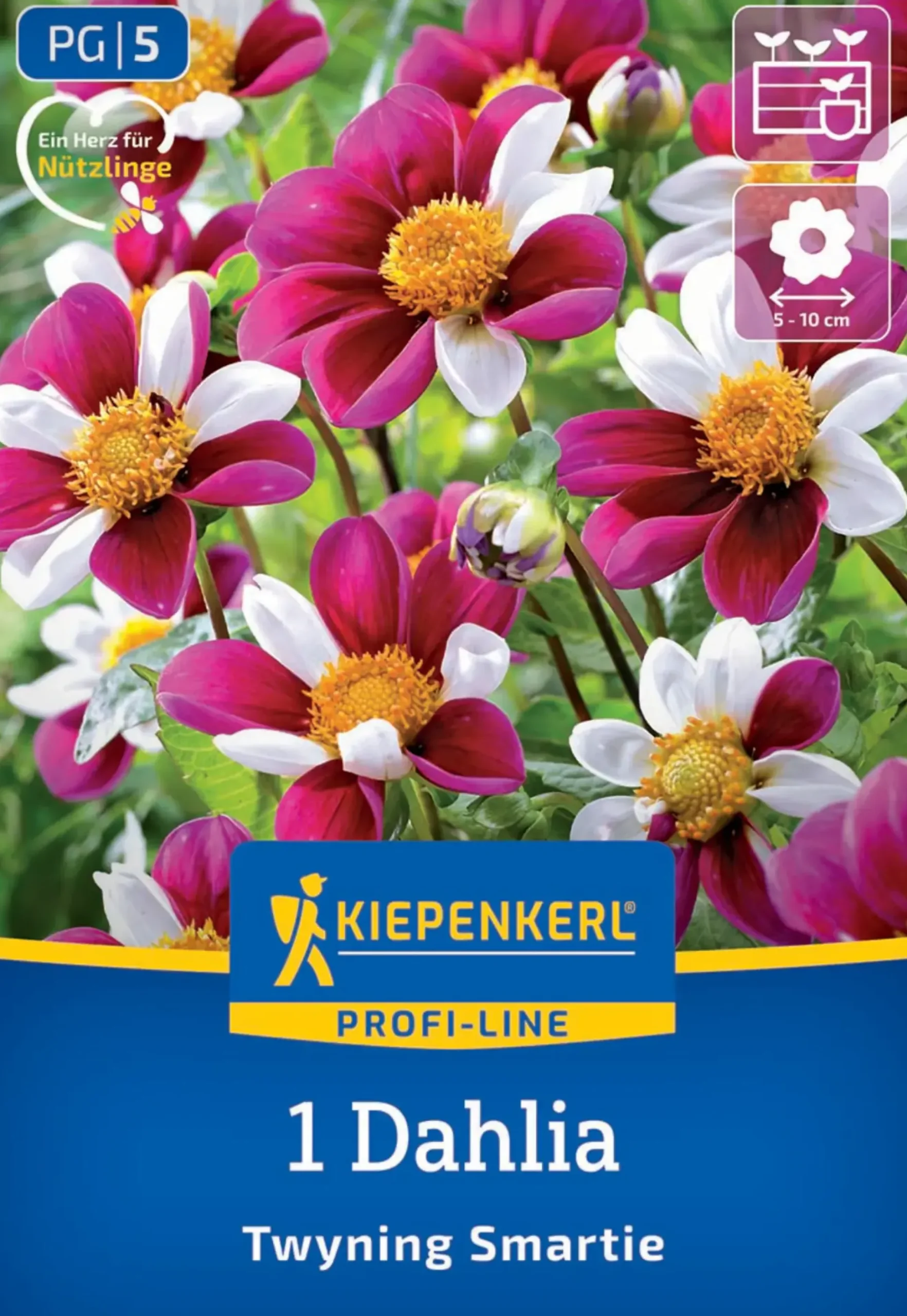 Kiepenkerl Profi-Line Frühjahrsblumenzwiebel Dekorative Dahlie Twyning Smartie 1 Stück