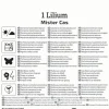Kiepenkerl Profi-Line Frühjahrsblumenzwiebel Baum-Lilie Mister Cas 1 Stück